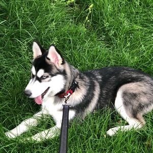 Meet your Posher, Sulehica